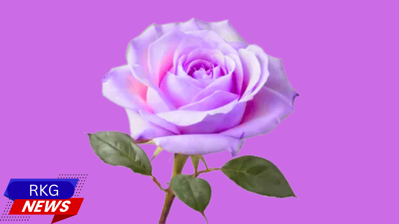 What is Rose Day